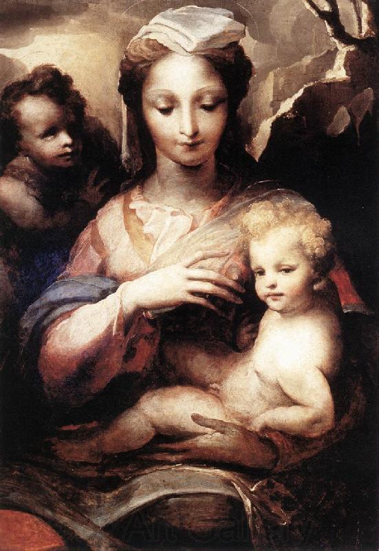 BECCAFUMI, Domenico Madonna with the Infant Christ and St John the Baptist  gfgf Spain oil painting art